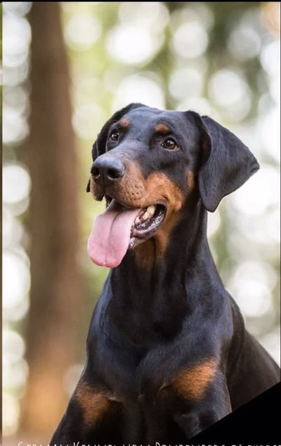 www.Dobermann-vom-Pinienberg.com